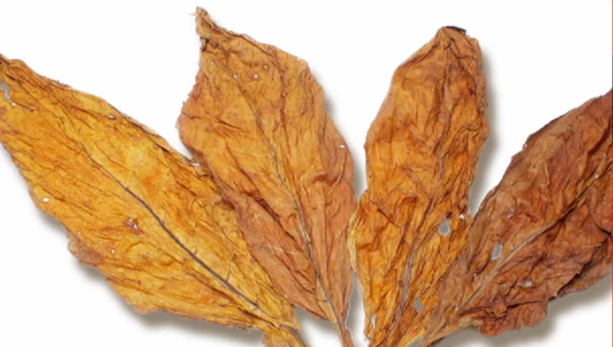 Dark Air-Cured tobacco leaves ready for processing